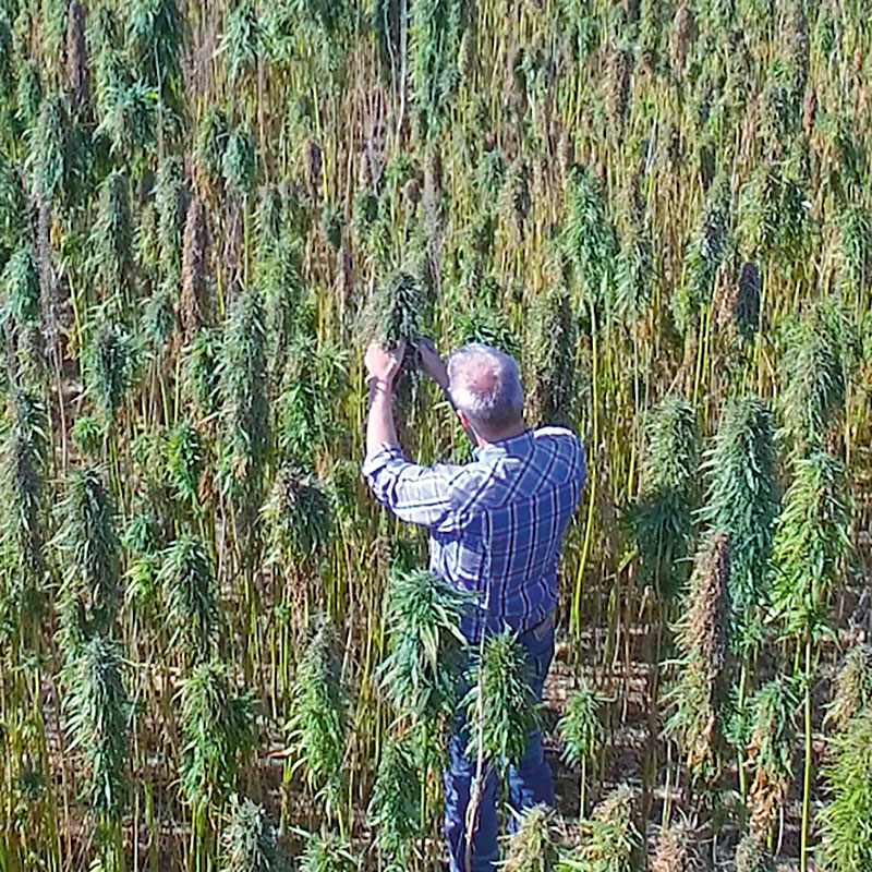 Inspecting the hemp plants before harvest